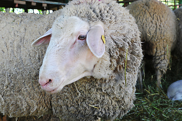 포토 JPG 해외이미지 동물 포유류 사람없음 울타리 농장 펜 가축 양 양모 밭일 해외포토 농업 담장 필기구 직물 파일형식 이미지허브