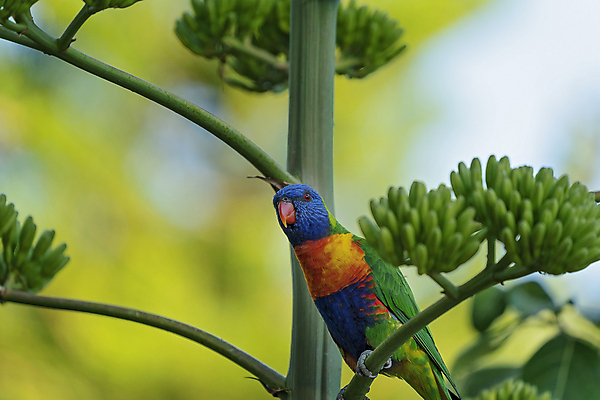 포토 JPG 해외이미지 동물 한마리 응시 야생동물 무지개 잎 오렌지 자연 조류 친절 생물 종류 서기 사람없음 빨간색 초록색 파란색 컬러풀 노란색 나뭇가지 호주 숲 깃털 부리 앵무새 경보 잉꼬 해외포토 자연요소 나무 식물 1 시선 컬러 과일 모션 오세아니아 생태계 파일형식 이미지허브