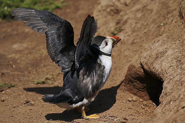 포토 JPG 해외이미지 동물 계절 지구 야생동물 바다 섬 날개 오렌지 자연 조류 웨일즈 사람없음 빨간색 파란색 컬러풀 노란색 검은색 흰색 구멍 둥지 땅 깃털 부리 지하 멸종 대서양 계산서 내추럴 동물상 왕국 펨브룩셔 해외포토 컬러 과일 영국 조형물 생태계 파일형식 이미지허브