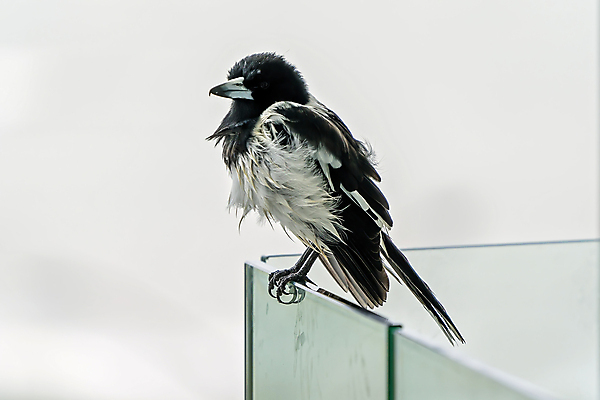 포토 JPG 해외이미지 동물 척추동물 1 야생동물 음식 곤충 날개 노래 자연 조류 종류 사람없음 야외 머리 환경 검은색 회색 흰색 고리 닫기 호주 먹이 먹기 깃털 부리 사냥꾼 서식지 계산서 내추럴 동물상 정육점 혼자 해외포토 직업 음악 컬러 모션 신체부위 조형물 상점 오세아니아 생태계 파일형식 이미지허브