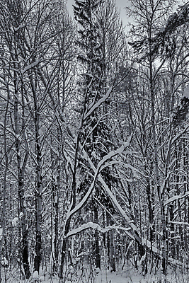 포토 JPG 해외이미지 나무 식물 구름 계절 공원 여행 백그라운드 크리스마스 겨울 자연 하늘 날씨 흑백 풍경 사람없음 야외 목재 빛 뷰티 환경 냉동 검은색 추위 흰색 소나무 숲 서리 장면 상록수 침엽수 층 전나무 제설기 가문비나무 해외포토 자연요소 공공시설 기념일 컬러 재료 촬영기법 생태계 제설 파일형식 이미지허브