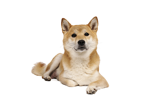 포토 JPG 해외이미지 동물 응시 여자 행복 포유류 포옹 함께함 실내 앉기 성인 사람없음 반려동물 갈색 일본 흰색 개 작음 모피 순수 솜털 송곳니 경보 고립 기르기 복종 유래 카피스페이스 해외포토 시선 감정 아시아 컬러 컨셉 안기 모션 사람 내부 공백 치아 크기 돌봄 파일형식 이미지허브