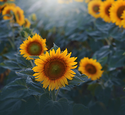 포토 JPG 해외이미지 식물 계절 꽃잎 꽃 음식 백그라운드 잎 꽃무늬 밭 농업 자연 하늘 해바라기 건강 미술 사람없음 야외 초록색 빛 햇빛 태양 뷰티 농장 노란색 환경 정원 맑음 일몰 수확 성장 벚꽃 시골 개화 닫기 유기농 생태계 내추럴 해외포토 자연요소 웰빙 산업 컬러 무늬 모션 날씨 문화예술 노을 파일형식 이미지허브