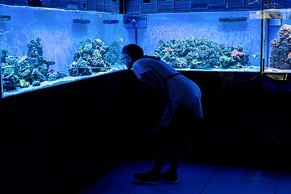 포토 JPG 해외이미지 전신 여자 청소년 실내 허리숙이기 어류 한명 파란색 수중 관찰 어항 수족관 아쿠아리움 십대여자한명만 해외포토 1 컬러 모션 숙이기 사람 내부 수중동물 여자한명만 십대여자만 파일형식 이미지허브