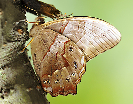 포토 JPG 해외이미지 나비 곤충 백그라운드 자연 사람없음 초록색 여름 햇빛 태양 노란색 강렬 해외포토 자연요소 동물 계절 컬러 생태계 파일형식 이미지허브