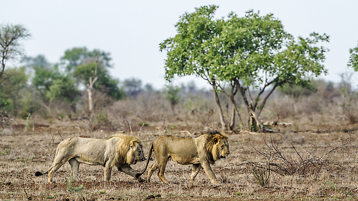 포토 JPG 해외이미지 동물 남자 야생동물 2 포유류 아프리카 자연 파노라마 국립공원 사람없음 고양이 보호 사자 사파리 서식지 남아프리카 보호구역 사바나 해외포토 멸종위기종 공원 나라 컨셉 촬영기법 사람 반려동물 생태계 구역 파일형식 이미지허브