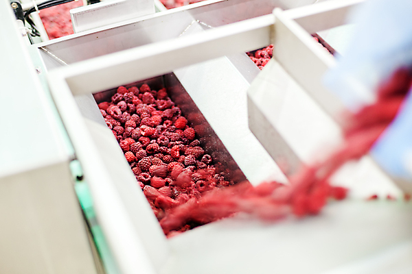 포토 JPG 해외이미지 공장 사람없음 냉동 기계 붓기 제조 산딸기 식품공장 냉동식품 해외포토 음식 과일 공업 모션 파일형식 이미지허브