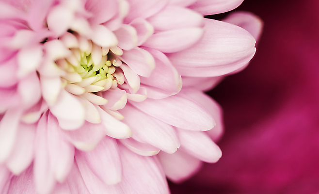 포토 JPG 해외이미지 식물 디자인 계절 꽃잎 꽃 분홍색 백그라운드 컨셉 꽃무늬 자연 추상 휴가 국화 미술 사람없음 여름 빛 환경 보라색 봄 수확 성장 벚꽃 신선 신용카드 개화 선택 질감 복고 데이지 부드러움 내추럴 해외포토 컬러 무늬 농업 문화예술 금융 감각 생태계 파일형식 이미지허브