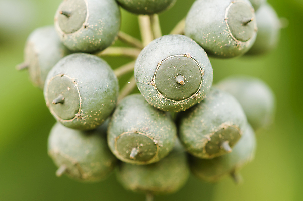 포토 JPG 해외이미지 식물 계절 열매 백그라운드 잎 농업 과일 자연 포도 사람없음 초록색 봄 신선 다발 포도나무 아이비 상록수 내추럴 해외포토 산업 컬러 과일나무 생태계 파일형식 이미지허브