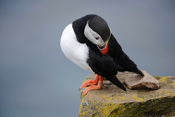 포토 JPG 해외이미지 주간 한마리 조류 사람없음 야외 돌_바위 퍼핀 해외포토 자연요소 동물 1 파일형식 이미지허브