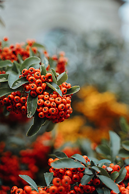 포토 JPG 해외이미지 나무 식물 계절 열매 백그라운드 잎 겨울 과일 자연 사람없음 야외 장식 빨간색 초록색 환경 정원 성장 가을 나뭇가지 다발 관목 묘사 질감 내추럴 숙성 해외포토 컬러 생태계 파일형식 이미지허브