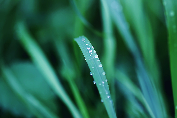 포토 JPG 해외이미지 식물 꽃 줄기 백그라운드 잎 자연 아침 날씨 잔디 초원 사람없음 야외 장식 초록색 물 여름 빛 햇빛 뷰티 반사 환경 정원 봄 거품 젖음 성장 물방울 신선 액체 칼날 떨어짐 이슬 작음 빗방울 허브 순수 블러 해외포토 주간 자연요소 계절 컬러 컨셉 태양 비_날씨 크기 생태계 파일형식 이미지허브