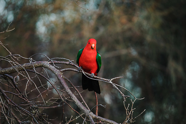 포토 JPG 해외이미지 나무 동물 공원 여자 남자 야생동물 백그라운드 날개 자연 조류 사람없음 야외 빨간색 초록색 물 컬러풀 뷰티 나뭇가지 호주 왕 열대우림 깃털 부리 앵무새 내추럴 동물상 해외포토 자연요소 식물 공공시설 컬러 사람 조형물 오세아니아 숲 생태계 파일형식 이미지허브