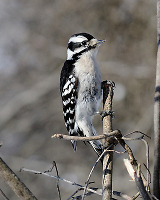 포토 JPG 해외이미지 야생동물 자연 조류 사람없음 야외 숲 해외포토 동물 생태계 파일형식 이미지허브