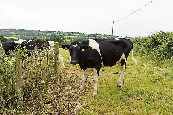 포토 JPG 해외이미지 동물 밭 농업 포유류 모션 자연 잉글랜드 풍경 초원 사람없음 야외 초록색 물 여름 농장 농경지 갈색 가축 봄 목장 소고기 우유 흰색 시골 소 닫기 군중 큼 방목 동물상 밭일 해외포토 자연요소 계절 산업 컬러 영국 유제품 육류 사람 조형물 축산업 크기 생태계 파일형식 이미지허브