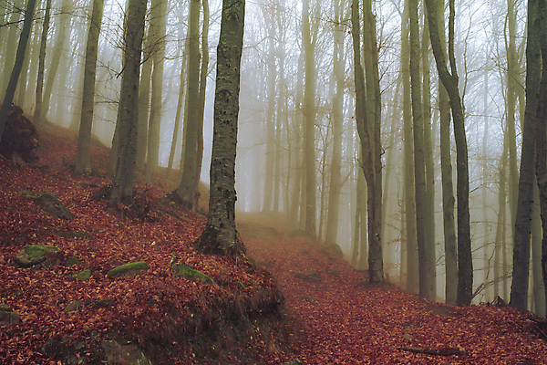 포토 JPG 해외이미지 나무 식물 계절 실루엣 단풍 잎 오렌지 자연 아침 풍경 사람없음 빛 햇빛 노란색 평화 침묵 안개 가을 나뭇가지 시골 신선 분위기 숲 민들레 신비 땅 속도 마법 루마니아 강렬 뿌연 삼림지대 해외포토 주간 꽃 유럽 컬러 컨셉 과일 날씨 촬영기법 태양 소리 생태계 파일형식 이미지허브