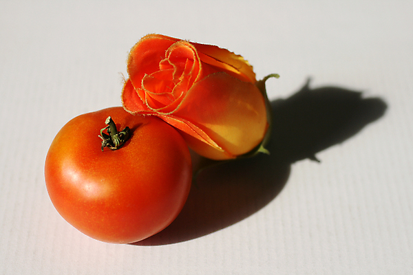 포토 JPG 해외이미지 스튜디오촬영 꽃 토마토 근접촬영 사람없음 장미 주황색 해외포토 식물 뷰포인트 컬러 채소 실내 파일형식 이미지허브