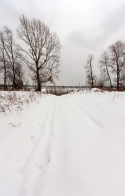 포토 JPG 해외이미지 나무 식물 계절 도로 겨울 자연 하늘 풍경 사람없음 야외 숲 그림 러시아 자작나무 사방 해외포토 유럽 길 교통시설 생태계 파일형식 이미지허브