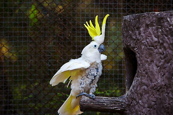 포토 JPG 해외이미지 동물 얼굴 야생동물 백그라운드 날개 아프리카 자연 조류 생물 동물원 사람없음 야외 옆모습 반려동물 컬러풀 노란색 머리 검은색 흰색 호주 순수 깃털 부리 앵무새 계산서 내추럴 결백 고립 생태학 해외포토 교육 나라 뷰포인트 컬러 컨셉 신체부위 오세아니아 생태계 파일형식 이미지허브