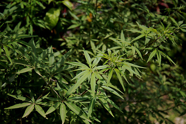 포토 JPG 해외이미지 식물 자연 사람없음 약 정원 보라색 관목 향기 후추 해외포토 나무 컬러 의학 향신료 생태계 냄새 파일형식 이미지허브