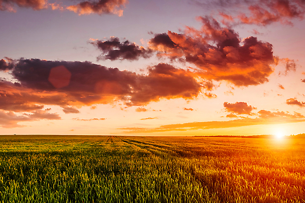 포토 JPG 해외이미지 자연 하늘 사람없음 야외 햇빛 태양 농경지 일몰 밀밭 해외포토 자연요소 밭 농장 노을 밀 생태계 파일형식 이미지허브