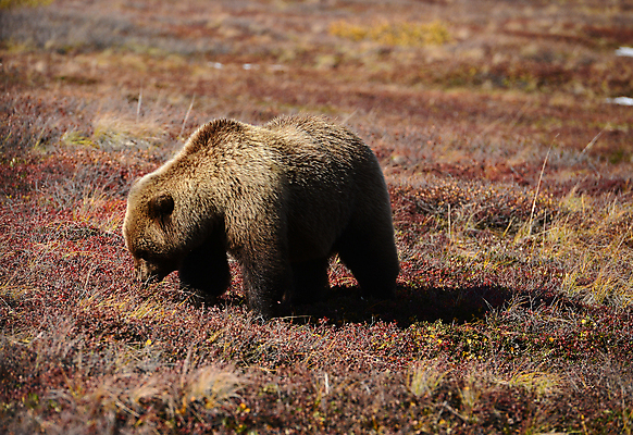 포토 JPG 해외이미지 주간 한마리 야생동물 곰 사람없음 야외 해외포토 자연요소 동물 1 포유류 파일형식 이미지허브