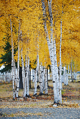 포토 JPG 해외이미지 나무 계절 공원 잎 오렌지 자연 사람없음 노란색 황금 숲 알래스카 해외포토 식물 공공시설 컬러 과일 미국 생태계 파일형식 이미지허브