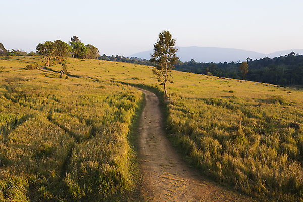 포토 JPG 해외이미지 나무 식물 계절 공원 아시아 도로 백그라운드 잎 밭 곡선 태국 자연 하늘 아침 사람 잔디 사람없음 야외 초록색 빛 세계 햇빛 뷰티 노란색 환경 경작 침묵 봄 신선 거친 재산 숲 땅 언덕 장면 전국 해외포토 주간 공공시설 나라 길 선 컬러 농업 교통시설 금융 태양 농사 소리 생태계 파일형식 이미지허브
