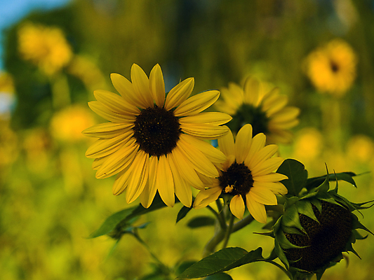 포토 JPG 해외이미지 식물 꽃잎 꽃 행복 음식 꽃무늬 패턴 자연 하늘 해바라기 나선형 건강 씨앗 사람없음 초록색 파란색 태양 노란색 머리 정원 맑음 힘 봄 수확 벚꽃 뜨거움 원형 센터 황금 정상 큼 원예 각도 날카로움 내추럴 강렬 해외포토 자연요소 도형 계절 감정 컬러 무늬 농업 날씨 취미 신체부위 크기 생태계 파일형식 이미지허브