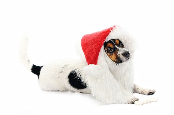 포토 JPG 해외이미지 동물 모자 크리스마스 겨울 휴가 새해 선물 사람없음 빨간색 반려동물 산타클로스 머리 귀여움 흰색 축하 개 강아지 작음 12월 모피 테리어 연도 사냥개 솜털 주둥이 캡모자 해외포토 모자_잡화 잡화 계절 기념일 컬러 컨셉 포유류 신체부위 날짜 크기 파일형식 이미지허브