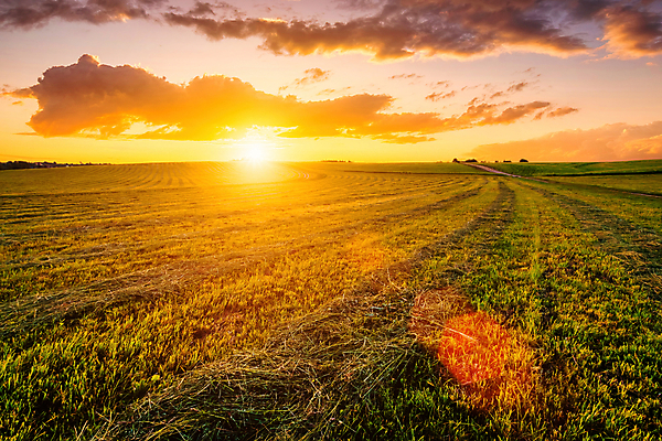 포토 JPG 해외이미지 자연 하늘 사람없음 야외 햇빛 태양 농경지 일몰 밀밭 해외포토 자연요소 밭 농장 노을 밀 생태계 파일형식 이미지허브