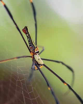 포토 JPG 해외이미지 동물 야생동물 곤충 태국 자연 사람없음 노란색 검은색 기다림 거미 해외포토 아시아 컬러 모션 생태계 파일형식 이미지허브