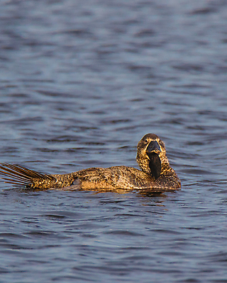 포토 JPG 해외이미지 동물 호수 야생동물 자연 조류 오리 사람없음 야외 물 파란색 노란색 호주 깃털 해외포토 자연요소 컬러 오세아니아 생태계 파일형식 이미지허브