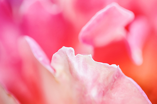 포토 JPG 해외이미지 식물 디자인 계절 꽃잎 꽃 분홍색 백그라운드 컨셉 꽃무늬 자연 추상 휴가 발렌타인데이 사랑 미술 사람없음 빛 컬러풀 장미 노란색 환경 정원 맑음 보라색 봄 벚꽃 신선 신용카드 개화 선택 묘사 질감 초대 부드러움 내추럴 해외포토 감정 컬러 무늬 데이이벤트 날씨 문화예술 금융 감각 생태계 파일형식 이미지허브