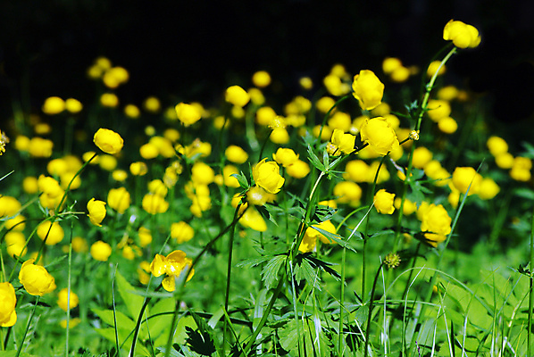 포토 JPG 해외이미지 식물 꽃잎 꽃 줄기 백그라운드 잎 꽃무늬 밭 오렌지 자연 초원 사람없음 야외 장식 초록색 여름 햇빛 뷰티 노란색 지구본 정원 봄 활발 젖음 성장 벚꽃 침대 화려 개화 개울 선택 숲 블러 시베리아 많음 해외포토 계절 컬러 가구 컨셉 무늬 농업 과일 강 태양 생태계 파일형식 이미지허브