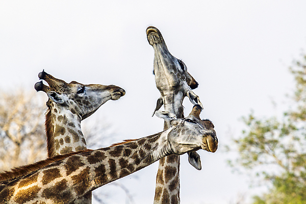 포토 JPG 해외이미지 동물 야생동물 포즈 이동 포유류 모션 아프리카 자연 국립공원 3 사람없음 가로 머리 축제 보호 사파리 흰배경 고립 남아프리카 보호구역 해외포토 공원 나라 백그라운드 컨셉 신체부위 흰색 생태계 구역 파일형식 이미지허브