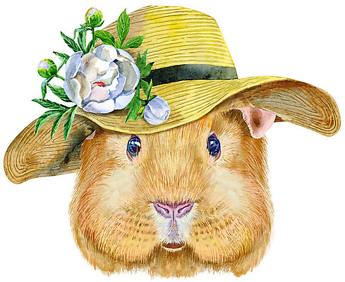 JPG 해외이미지 꽃 일러스트 미술 사람없음 밀짚모자 기니피그 해외일러스트 식물 모자_잡화 포유류 문화예술 파일형식 이미지허브