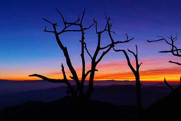 포토 JPG 해외이미지 나무 계절 실루엣 여행 백그라운드 겨울 자연 벽지 하늘 아침 추상 산 건조 사람없음 야외 목재 파란색 환경 새벽 나뭇가지 죽음 저녁 숲 언덕 내추럴 옛날 해외포토 주간 자연요소 식물 컬러 무늬 재료 촬영기법 야간 생태계 파일형식 이미지허브