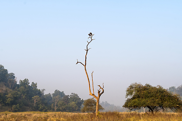 포토 JPG 해외이미지 나무 동물 1 커플 공원 실루엣 유럽 야생동물 백그라운드 겨울 아프리카 자연 조류 하늘 산 풍경 사람없음 야외 여름 파란색 컬러풀 뷰티 일출 환경 검은색 일몰 나뭇가지 4 사파리 부리 심플 내추럴 동물상 황새 카피스페이스 해외포토 식물 계절 공공시설 나라 컬러 관계 촬영기법 조형물 숫자 노을 공백 생태계 파일형식 이미지허브