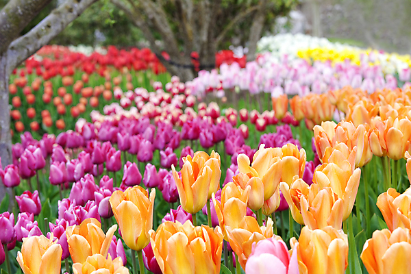 포토 JPG 해외이미지 식물 계절 꽃잎 꽃 분홍색 꽃무늬 밭 오렌지 자연 사람없음 야외 빨간색 초록색 컬러풀 노란색 정원 맑음 봄 튤립 벚꽃 침대 개화 해외포토 컬러 가구 무늬 농업 과일 날씨 생태계 파일형식 이미지허브