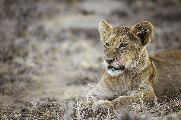 포토 JPG 해외이미지 동물 야생동물 새끼 포유류 아프리카 자연 국립공원 사람없음 가로 눕기 뷰티 고양이 황무지 보호 사자 작음 사파리 육식동물 남아프리카 보츠와나 보호구역 해외포토 멸종위기종 공원 나라 컨셉 모션 반려동물 크기 생태계 구역 파일형식 이미지허브