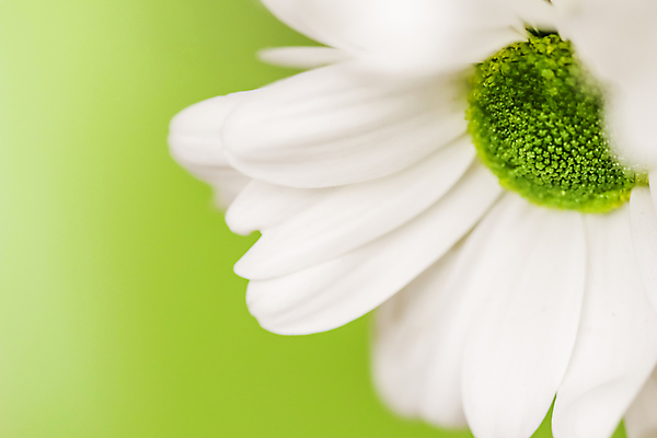 포토 JPG 해외이미지 식물 디자인 계절 꽃잎 꽃 백그라운드 컨셉 꽃무늬 자연 추상 휴가 국화 사람없음 초록색 여름 빛 환경 정원 봄 수확 성장 벚꽃 흰색 신선 신용카드 개화 선택 질감 복고 데이지 부드러움 내추럴 해외포토 컬러 무늬 농업 금융 감각 생태계 파일형식 이미지허브