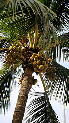 포토 JPG 해외이미지 나무 식물 음식 농업 과일 재료 자연 건강 씨앗 사람없음 야자수 농장 수확 유기농 날것 뿌리 코코넛 녹말 숙성 해외포토 웰빙 산업 생태계 파일형식 이미지허브