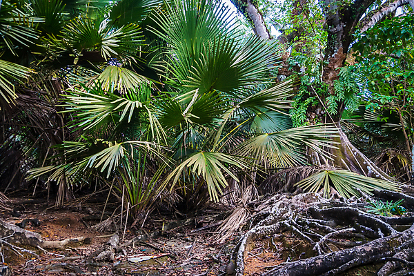포토 JPG 해외이미지 나무 식물 공원 아시아 섬 여행 백그라운드 낙엽 잎 자연 새로움 산 이끼 풍경 사람없음 야외 초록색 환경 시골 황무지 티켓 숲 열대우림 뉴질랜드 장면 지역 남쪽 랜드마크 양치류 전국 해외포토 공공시설 나라 컬러 컨셉 오세아니아 방향 생태계 파일형식 이미지허브