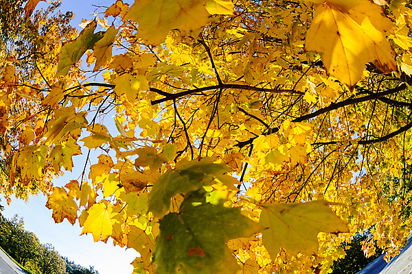 포토 JPG 해외이미지 나무 계절 공원 백그라운드 단풍 잎 오렌지 자연 하늘 추상 사람없음 야외 목재 컬러풀 태양 뷰티 갈색 노란색 환경 성장 나뭇가지 최고 황금 정상 숲 내추럴 해외포토 자연요소 식물 공공시설 컬러 무늬 과일 재료 생태계 파일형식 이미지허브