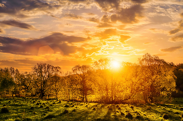 포토 JPG 해외이미지 나무 자연 하늘 사람없음 야외 햇빛 태양 일몰 해외포토 자연요소 식물 노을 생태계 파일형식 이미지허브
