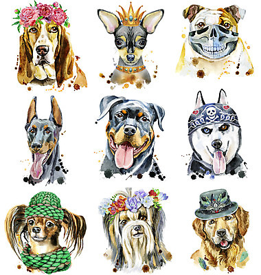 JPG 해외이미지 디자인 꽃 백그라운드 일러스트 목걸이 왕관 두건 마스크 미술 사람없음 화관 리트리버 강아지 요크셔테리어 테리어 시베리안허스키 불독 미니어처핀셔 파피용 포메라니안 반다나 도베르만핀셔 해외일러스트 식물 장신구 문화예술 반려동물 개 파일형식 헤어액세사리 핀셔 이미지허브