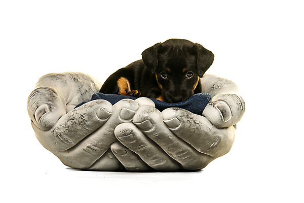 포토 JPG 해외이미지 스튜디오촬영 동물 척추동물 새끼 포유류 앉기 사람없음 옆모습 검은색 만지기 개 강아지 선탠 작음 흰배경 고립 유래 해외포토 뷰포인트 컬러 백그라운드 모션 실내 반려동물 흰색 크기 파일형식 이미지허브