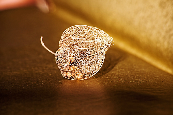 포토 JPG 해외이미지 식물 계절 열매 음식 줄기 과일 자연 추상 건조 골격 요정 실내 이야기 씨앗 사람없음 장식 갈색 환경 중국 껍질 시골 등불 화려 황금 작음 감옥 묘사 새장 구스베리 이국적 페루 해외포토 아시아 컬러 컨셉 무늬 조명 내부 남아메리카 크기 생태계 케이지 파일형식 이미지허브