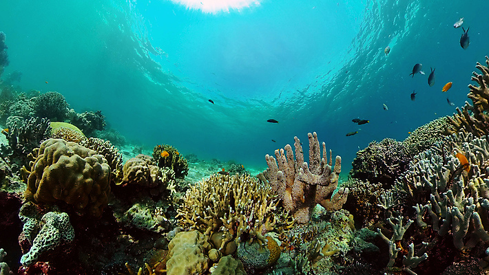 포토 JPG 해외이미지 바다 자연 사람없음 바닷속 수중 산호초 수중사진 해외포토 수중식물 생태계 파일형식 이미지허브